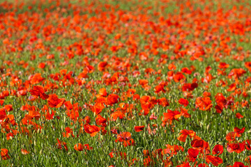 Close-up of red poppies in the Rheingau