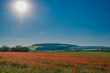 View over a red blooming poppy field in the Taunus in the backlight