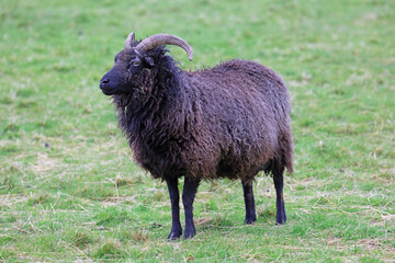 Side profile of a Hebridean Sheep, on the Island of Mull, in the Scottish Highlands.