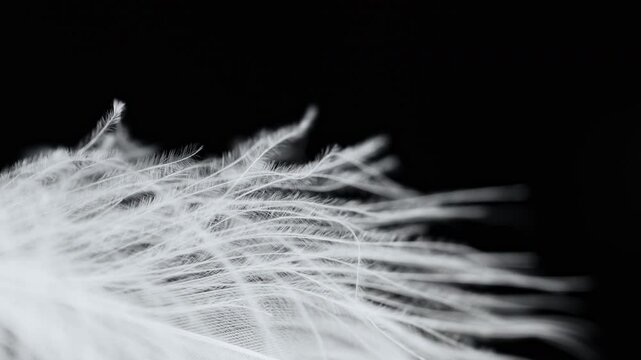 White swan feather softly moving from air. Pure soft texture of bird plumage