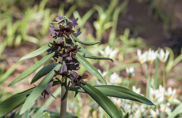 Korolkowia Sewerzowii  (Fritillaria sewerzowii) with Botanical Tulips in Background