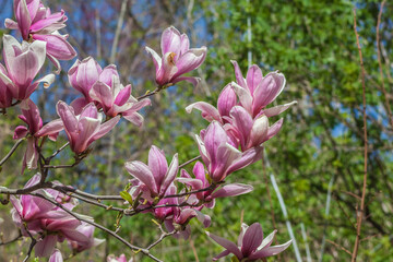 Soft Pink and White Magnolia Soulangeana Blossoms in Spring Light