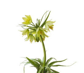 Naklejka premium Fritillaria Raddeana Flower on White Background