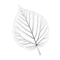 Isolated vector monochrome birch leaf