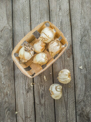 Bulbs of different types of Frisillaria on a garden table, flat lay.