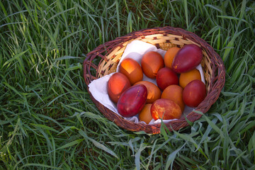 Rustic basket of painted Easter eggs sits nestled in the vibrant green grass.