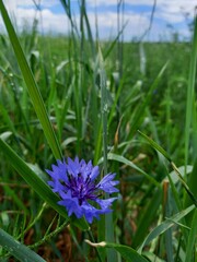 Beautiful blue Cornflower Centaurea cyanus. Beautiful flower with blue bloom in summer meadow, Summer agriculture concept and landscape with blue sky