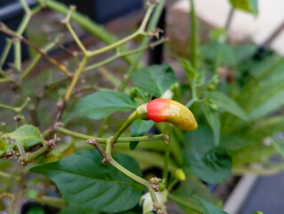 a chili pepper growing on a plant, showing its vibrant red and green colors