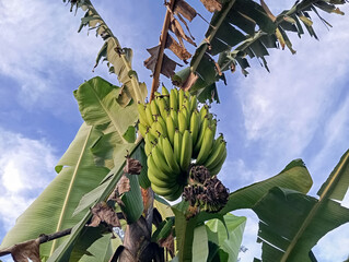 a fresh bunch of unripe bananas hanging, set against a clear blue sky