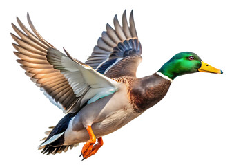 Obraz premium Male Mallard duck drake in flight isolated Transparent background. AI GENERATED