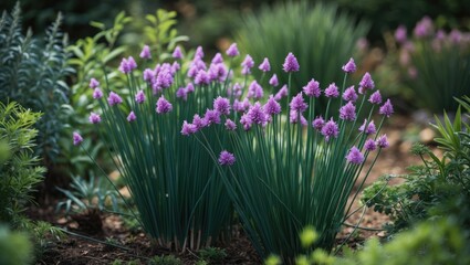 Obraz premium Colorful flowering chives in a lush garden background