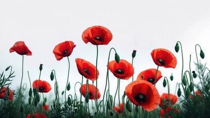 Obraz premium Red poppy flowers isolated on white background for summer panorama
