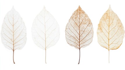 Delicate, translucent leaves showcasing various stages of decay