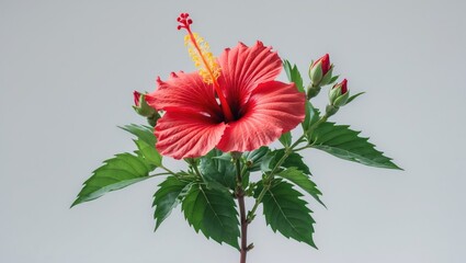 White background with isolated red hibiscus flower