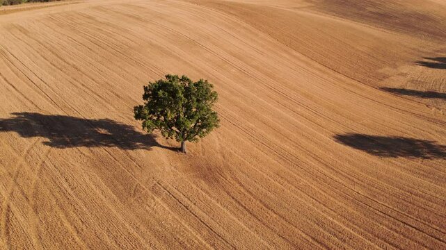 In the midst of a sprawling and dry landscape, a solitary tree stands proud, showcasing natures incredible resilience