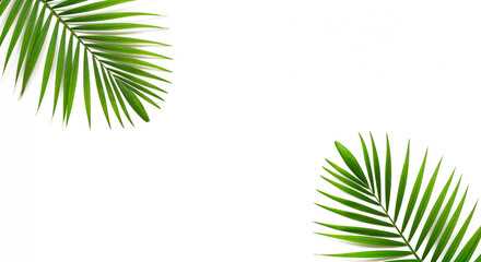 Lush green palm leaf isolated on a white background. Tropical coconut palm fronds casting shadows. Evergreen plant foliage, clip art for summer design elements, cut out, PNG