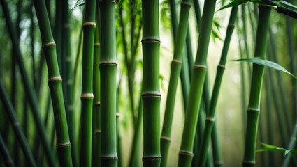 Obraz premium Detailed close-up of bamboo stalks