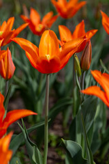 Colorful tulips in Krakow Botanical garden, Ballerina