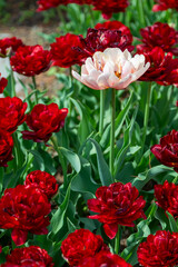 Colorful tulips in Krakow Botanical garden, Uncle Tom
