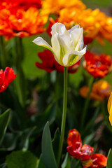 Colorful tulips in Krakow Botanical garden