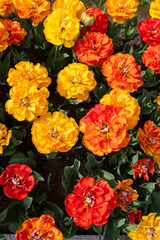 Colorful tulips in Krakow Botanical garden, Sun lover