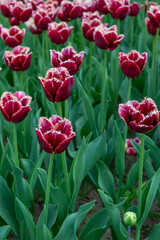 Colorful tulips in Krakow Botanical garden, Startpagina