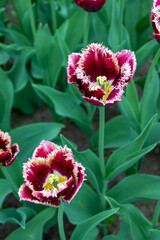 Colorful tulips in Krakow Botanical garden, Startpagina