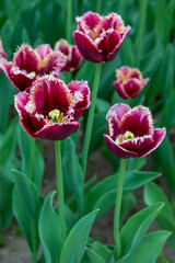 Colorful tulips in Krakow Botanical garden, Startpagina