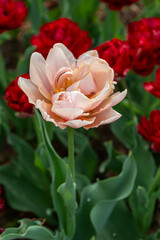 Colorful tulips in Krakow Botanical garden, Uncle Tom