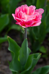Colorful tulips in Krakow Botanical garden, Mariage