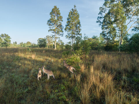 three kangaroos together in rural country paddock with grass and trees