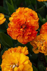 Colorful tulips in Krakow Botanical garden, Sun lover