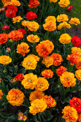 Colorful tulips in Krakow Botanical garden, Sun lover