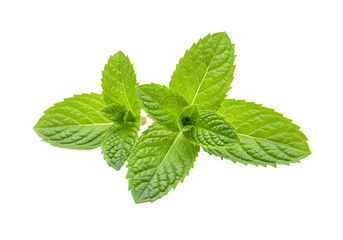 Fresh Mint Leaves Sprig Isolated White Background transparent background
