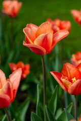 Colorful tulips in Krakow Botanical garden, Ballerina