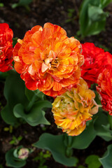 Colorful tulips in Krakow Botanical garden, Sun lover