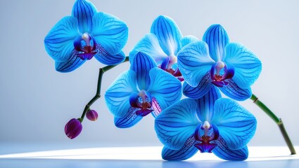 Elegant blue orchids showcasing delicate, translucent petals