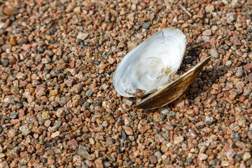 An old empty shell of a bivalve mollusk lies on the sand. © Boris