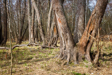 Old trees with bare roots and fallen bark grow in the forest. Ecological concept.