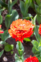 Colorful tulips in Krakow Botanical garden, Sun lover