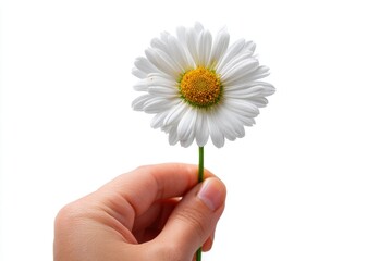 Hand holds a delicate daisy flower symbolizing spring and nature against a clean white background