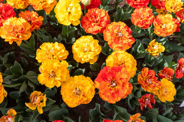 Colorful tulips in Krakow Botanical garden, Sun lover