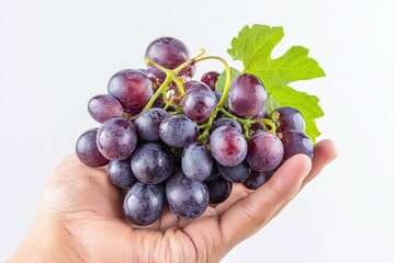 Fototapeta premium Hand holding a cluster of fresh grapes showcasing rich purple colors against a white background