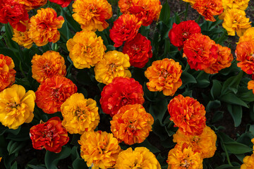 Colorful tulips in Krakow Botanical garden, Sun lover