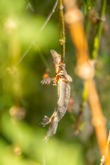 lizard on a branch