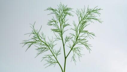 Obraz premium Dill isolated on background with full depth of field and clipping path