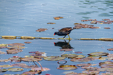 moorhen in a wetland park