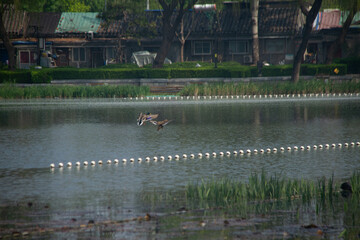 Waterfowl in a wetland park