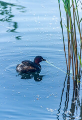 moorhen in a wetland park