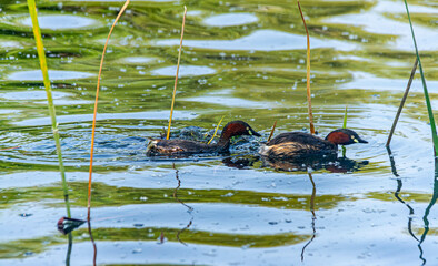 moorhen in a wetland park